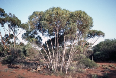 APII jpeg image of Eucalyptus subangusta subsp. subangusta  © contact APII