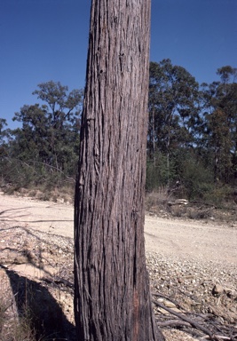 APII jpeg image of Eucalyptus tindaliae  © contact APII