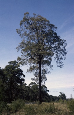 APII jpeg image of Eucalyptus tricarpa  © contact APII