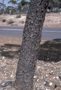 APII jpeg image of Eucalyptus torquata  © contact APII