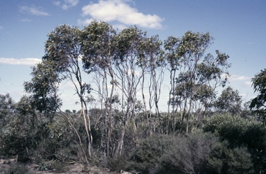 APII jpeg image of Eucalyptus tumida  © contact APII