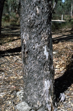 APII jpeg image of Eucalyptus wandoo subsp. wandoo  © contact APII