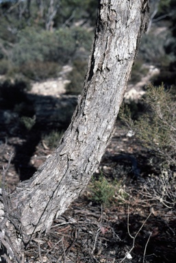 APII jpeg image of Eucalyptus yalatensis  © contact APII