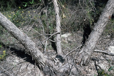 APII jpeg image of Eucalyptus zopherophloia  © contact APII