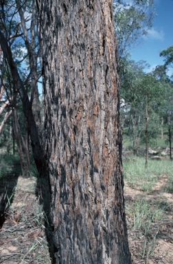 APII jpeg image of Eucalyptus acmenoides  © contact APII