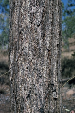 APII jpeg image of Eucalyptus miniata  © contact APII