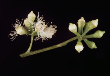 APII jpeg image of Eucalyptus urophylla  © contact APII