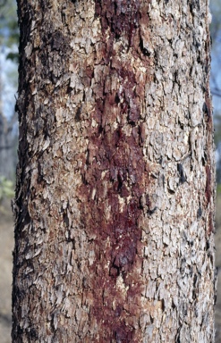 APII jpeg image of Corymbia stockeri subsp. peninsularis  © contact APII