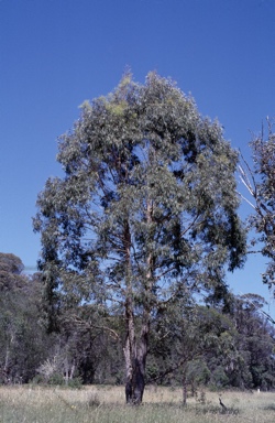 APII jpeg image of Eucalyptus acaciiformis  © contact APII