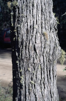 APII jpeg image of Eucalyptus acaciiformis  © contact APII