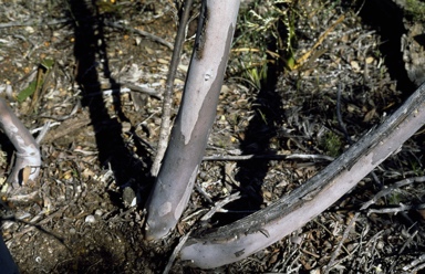 APII jpeg image of Eucalyptus annuliformis  © contact APII