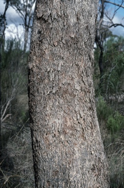 APII jpeg image of Eucalyptus albens  © contact APII