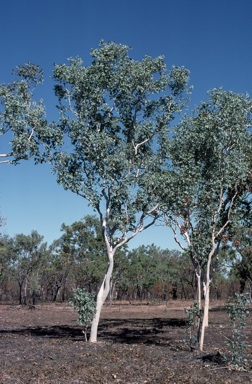 APII jpeg image of Eucalyptus apodophylla  © contact APII