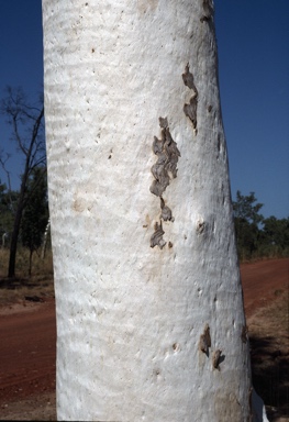 APII jpeg image of Eucalyptus apodophylla  © contact APII