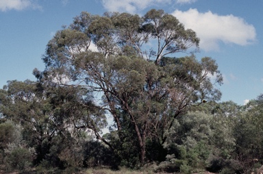 APII jpeg image of Eucalyptus bakeri  © contact APII