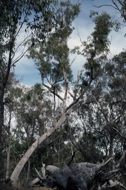 APII jpeg image of Eucalyptus banksii  © contact APII