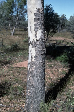 APII jpeg image of Corymbia blakei  © contact APII