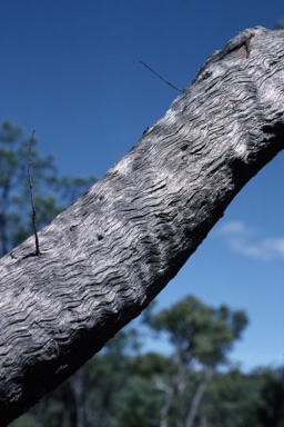 APII jpeg image of Eucalyptus brachyandra  © contact APII