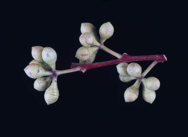 APII jpeg image of Eucalyptus camaldulensis var. obtusa  © contact APII