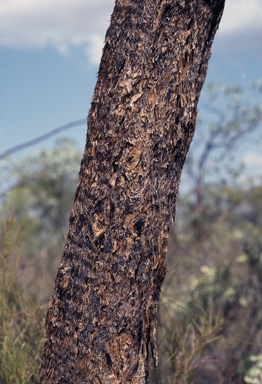 APII jpeg image of Eucalyptus ceracea  © contact APII