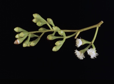 APII jpeg image of Eucalyptus chlorophylla  © contact APII