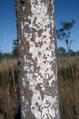 APII jpeg image of Corymbia collina  © contact APII