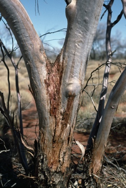 APII jpeg image of Eucalyptus concinna  © contact APII