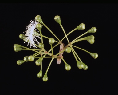 APII jpeg image of Corymbia confertiflora  © contact APII