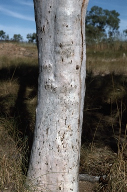 APII jpeg image of Eucalyptus confluens  © contact APII