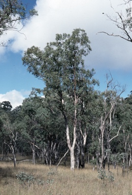 APII jpeg image of Eucalyptus conica  © contact APII