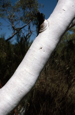 APII jpeg image of Eucalyptus cupularis  © contact APII