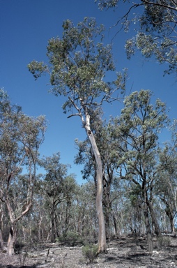 APII jpeg image of Eucalyptus dealbata  © contact APII