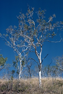 APII jpeg image of Corymbia dichromophloia  © contact APII