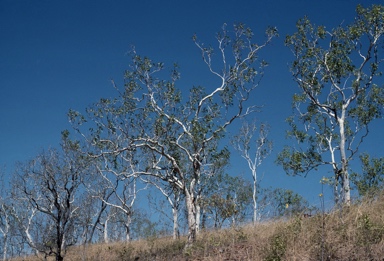 APII jpeg image of Corymbia dichromophloia  © contact APII