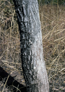 APII jpeg image of Eucalyptus distans  © contact APII