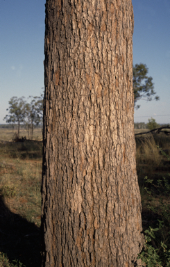 APII jpeg image of Corymbia dolichocarpa  © contact APII