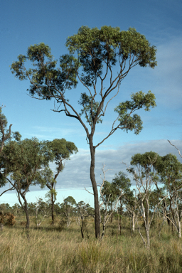 APII jpeg image of Eucalyptus crebra  © contact APII