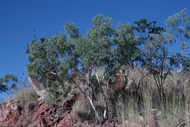 APII jpeg image of Corymbia drysdalensis  © contact APII