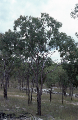 APII jpeg image of Corymbia ellipsoidea  © contact APII