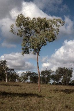 APII jpeg image of Corymbia erythrophloia  © contact APII