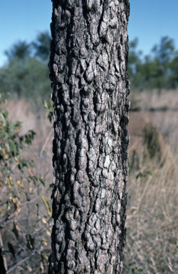 APII jpeg image of Corymbia ferruginea  © contact APII