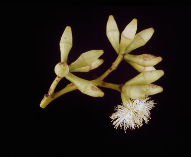 APII jpeg image of Eucalyptus fibrosa subsp. fibrosa  © contact APII