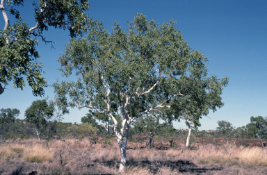 APII jpeg image of Corymbia flavescens  © contact APII