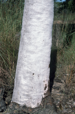 APII jpeg image of Corymbia gilbertensis  © contact APII