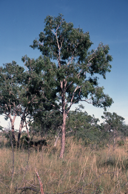 APII jpeg image of Corymbia greeniana  © contact APII