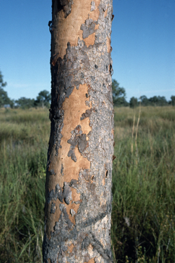 APII jpeg image of Corymbia greeniana  © contact APII