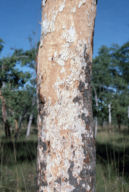 APII jpeg image of Corymbia greeniana  © contact APII