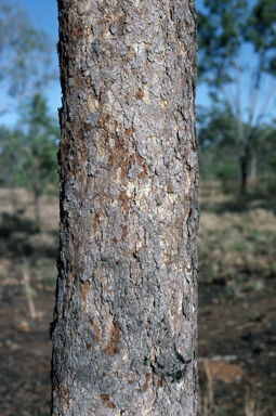 APII jpeg image of Corymbia greeniana  © contact APII