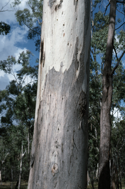 APII jpeg image of Eucalyptus grisea  © contact APII