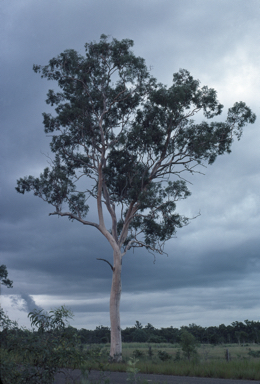 APII jpeg image of Eucalyptus hallii  © contact APII